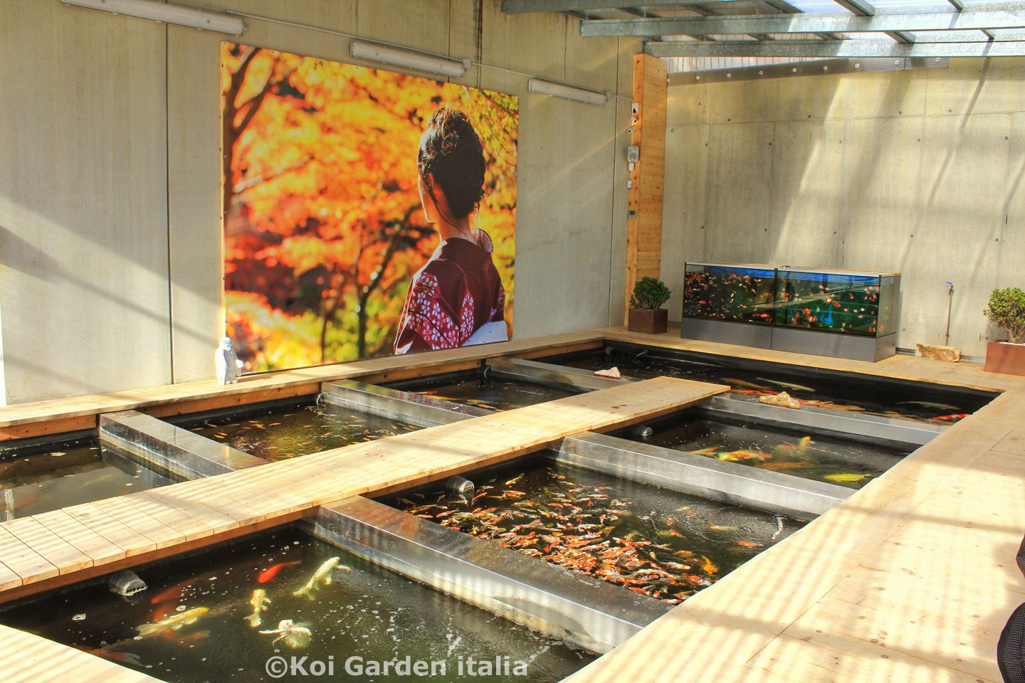 Costruzione di un Koi "fish house" presso Koi Garden Italia - 
