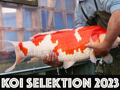 KOI Selektion Japan 2023 - KOI Selektion Japan 2023